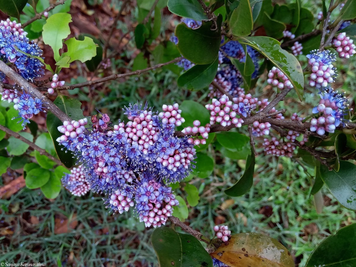 Memecylon umbellatum Burm.f.